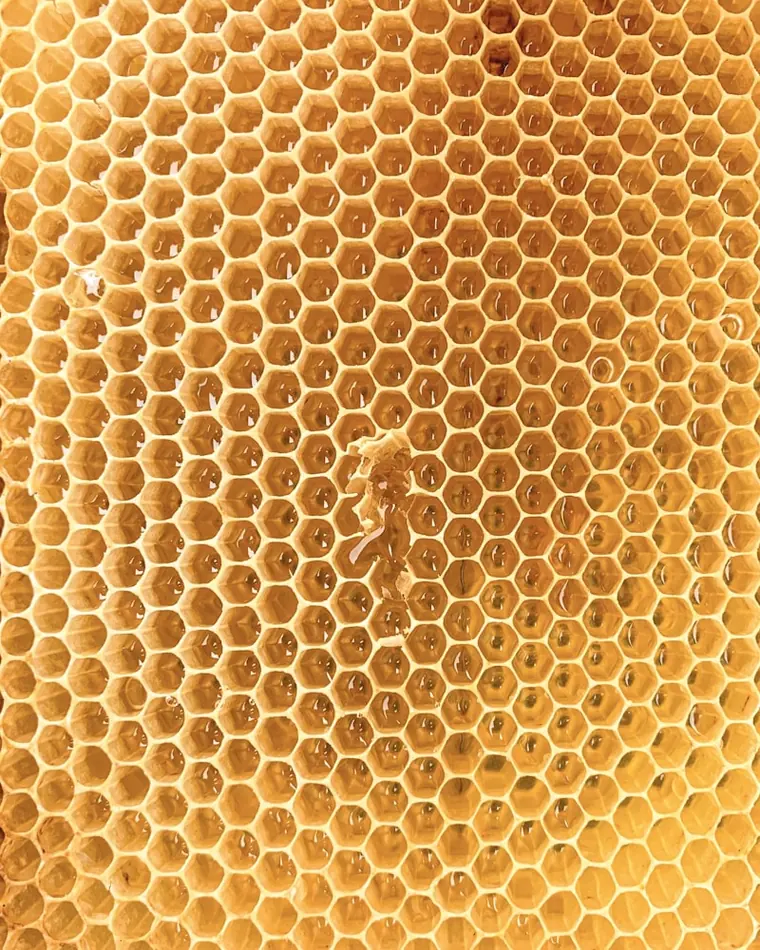 A golden honeycomb — the hexagon shape of the Spelling Bee puzzle a solver cracks